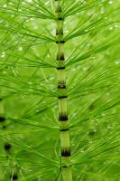 Grande Prêle - détail d'une tige stérile chlorophyllienne  (Equisetum telmateia)